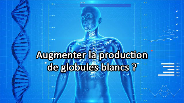 Comment augmenter la production de globules blancs?